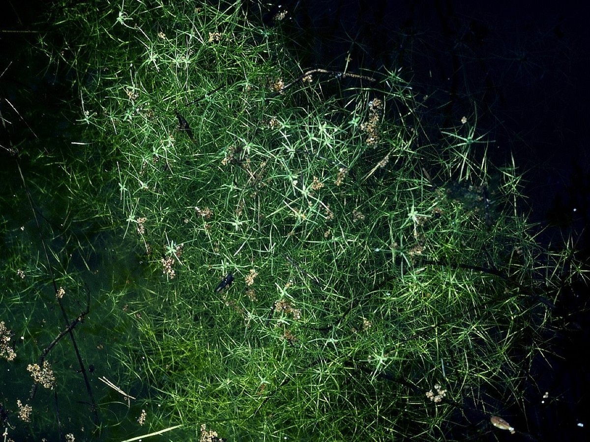 Callitriche brutia (Plantaginaceae)